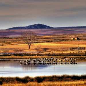 Excursión Gallocanta. 23 de febrero