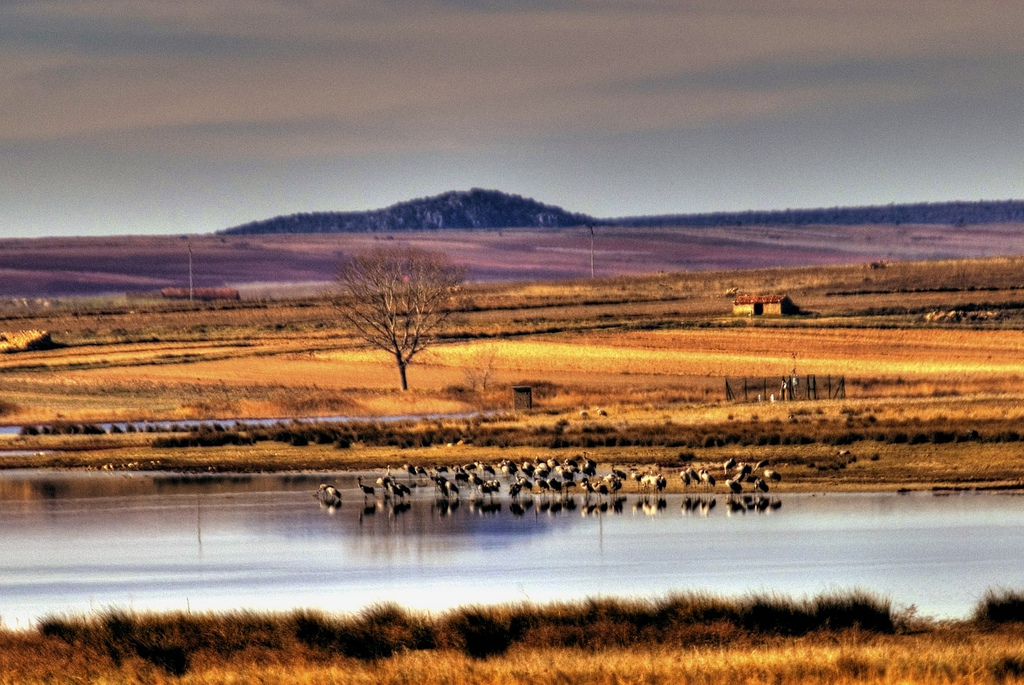 Excursión Gallocanta. 23 de febrero