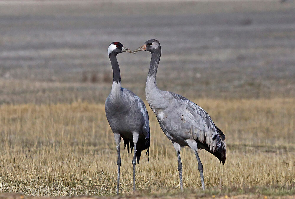 Excursión Gallocanta. 23 de febrero - Imagen 6