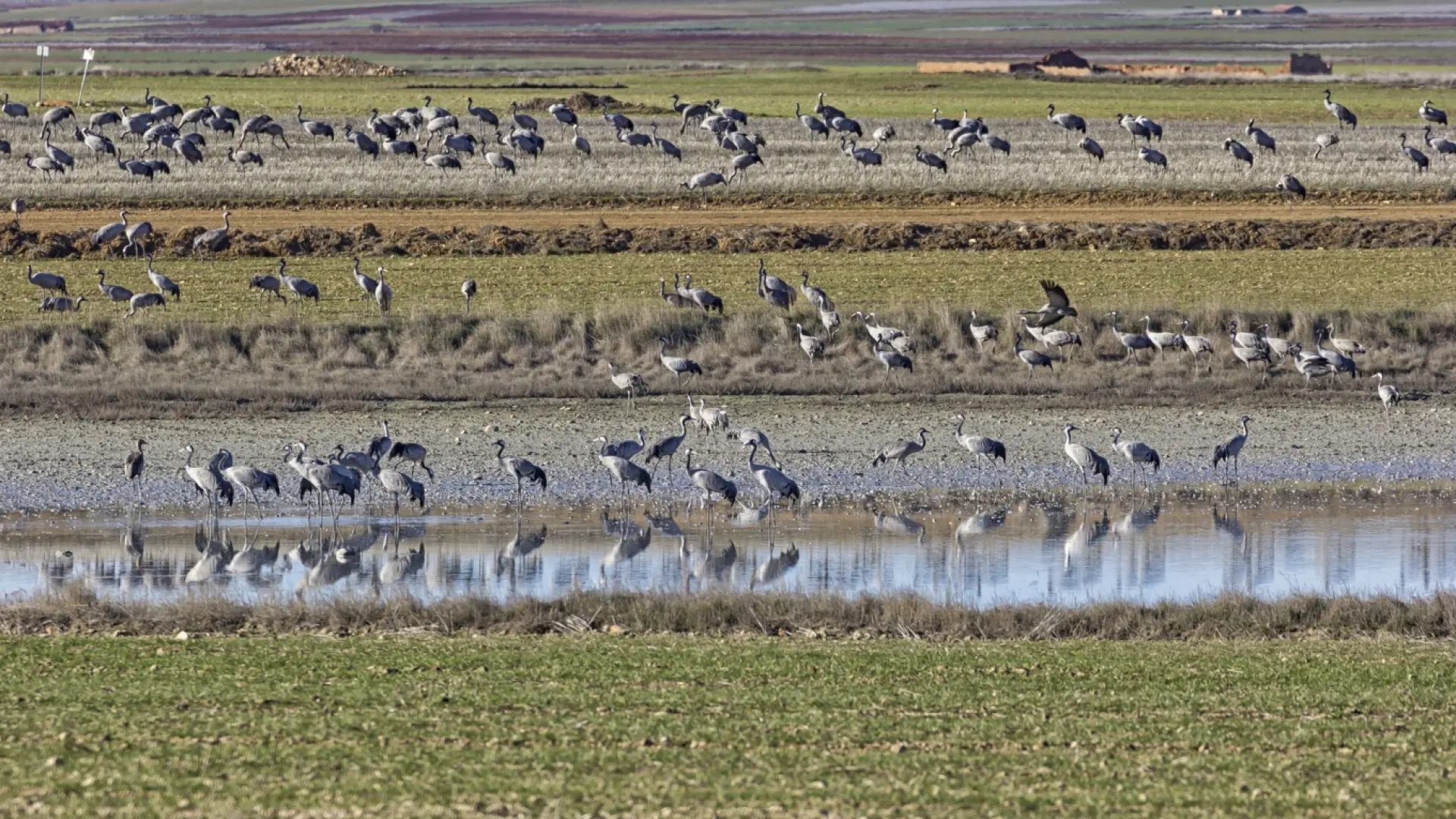 Excursión Gallocanta. 23 de febrero - Imagen 7